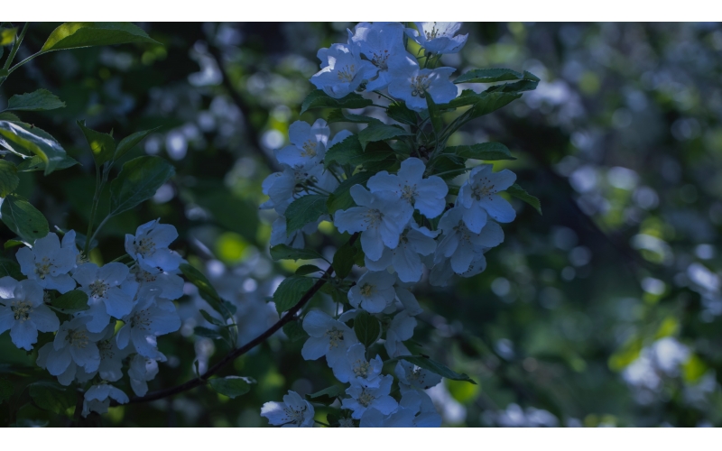 苹果树