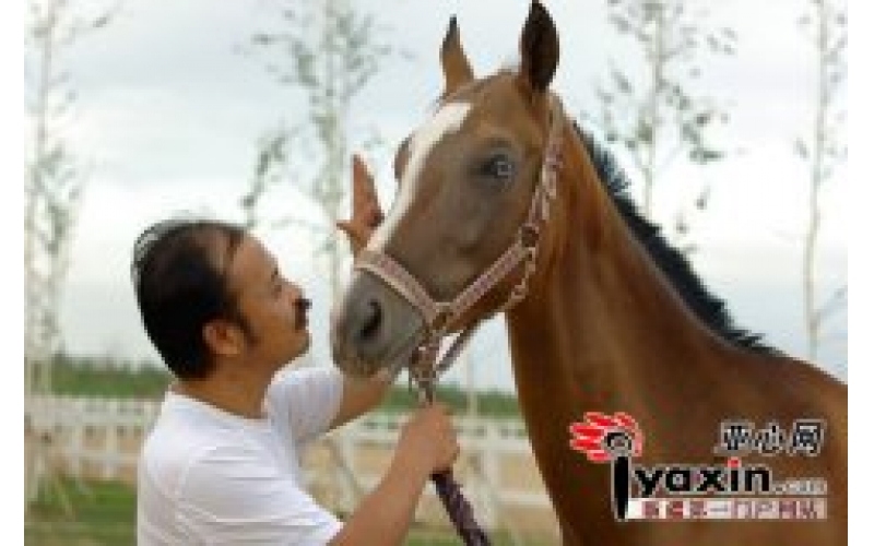 cq9电子在线登录董事长陈志峰：在新疆哺育汗血宝马